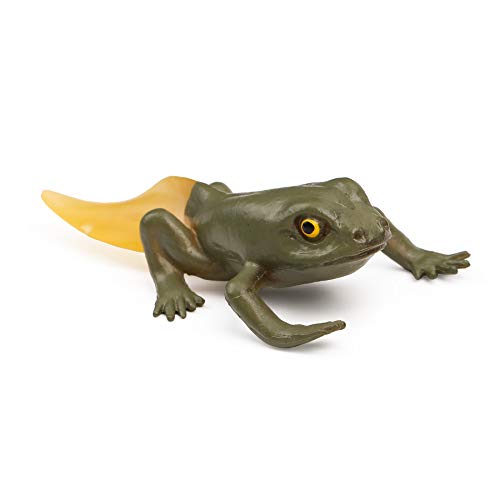 UANDME 5PCS Frog Life Cycle Figures Realistic Frog Life Stages Model Toy  Figures for Children Learning and Teaching Aids