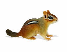 Load image into Gallery viewer, Safari Ltd Incredible Creatures Eastern Chipmunk Baby
